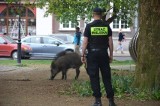 Populacja dzikich zwierząt w Trójmieście stała się prawdziwą zmorą. One nas nie odwiedzają, one już tu mieszkają 