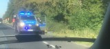 Przy drodze w Ludwinie znaleziono zwłoki kobiety. Obok leżał rower