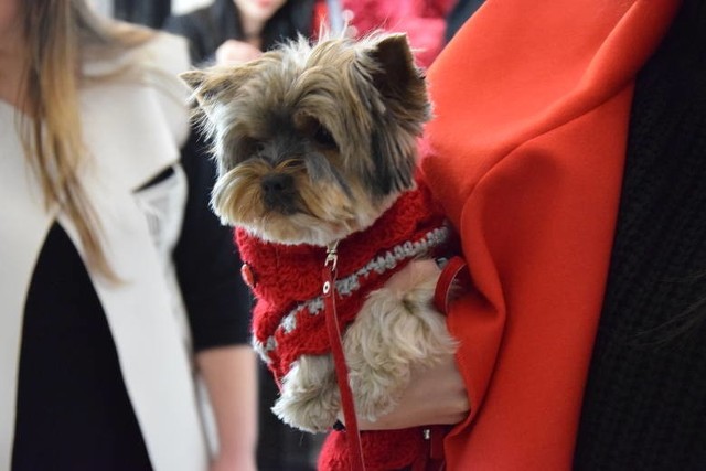 Moda dla psów? Natalia Ślizowska, znana z programu "Project Runway", stworzyła specjalną kolekcję z myślą o psich pupilach. Przy okazji urządziła również psi pokaz mody. Jak Wam się podoba jej dog fashion?Zobacz także: WIDEO: Moda ślubna  dotyczy też piesków