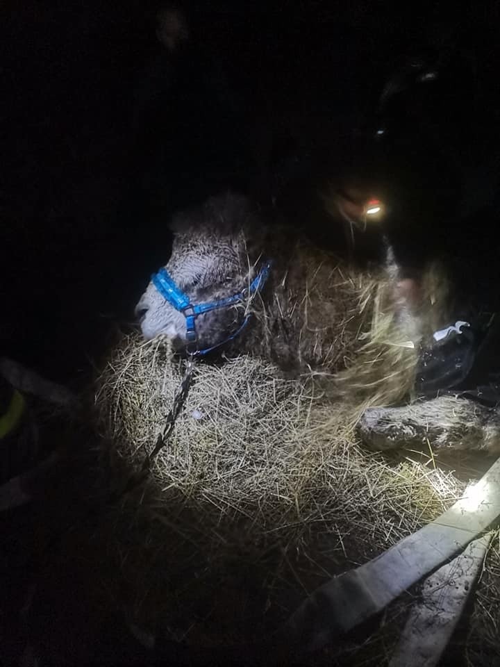 Dolny Śląsk: Strażacy ratowali wielbłąda Czesia. Wyciągnęli go ze stawu