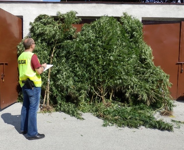 Krzaki imponującej wielkości trafiły do policyjnego magazynu.