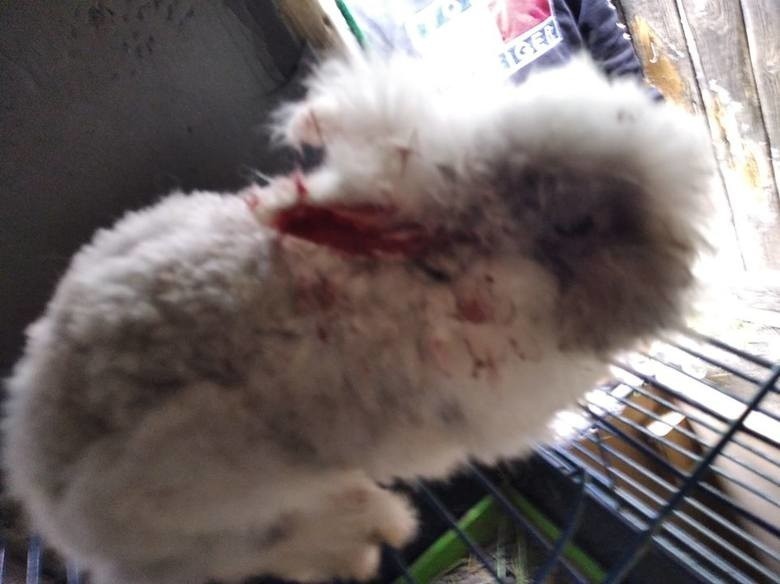 17-latek ma być sprawcą brutalnego uśmiercenia zwierząt w Miastku. Ukrywa się przed policją (ZDJĘCIA) 