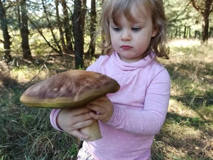 Opolskie. Mnóstwo grzybów w lasach. Internauci chwalą się...