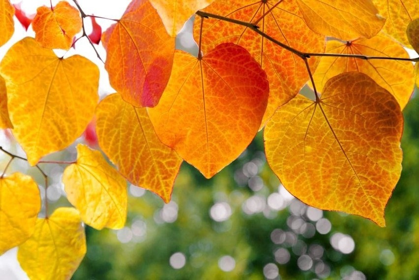 Jesień na zdjęciach. Październik nie musi być zimny i deszczowy! Zobaczcie zdjęcia złotej polskiej jesieni na zdjęciach naszych czytelników