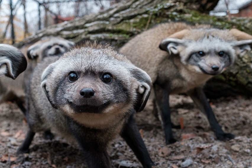 Otocjony wielkouche żyjące w Śląskim Ogrodzie Zoologicznym w...