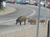 W Porąbce odławiano dziki [ZDJĘCIA]