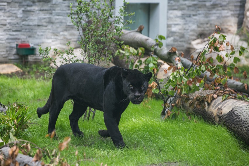 Zoo w Krakowie. Jaguary i lwy mają swój pawilon [ZDJĘCIA]