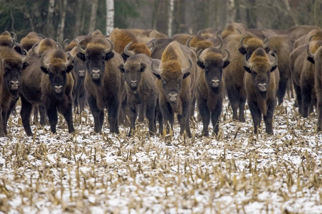 Białowieski Park Narodowy podał nowe dane dotyczące żubrów. Jest ich w puszczy coraz więcej.