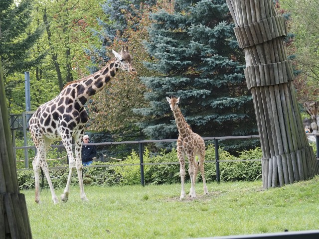 Podczas spaceru w długi majowy weekend w zoo warto zajrzeć do żyraf, na wybiegu przechadza się Domino, młody samiec.