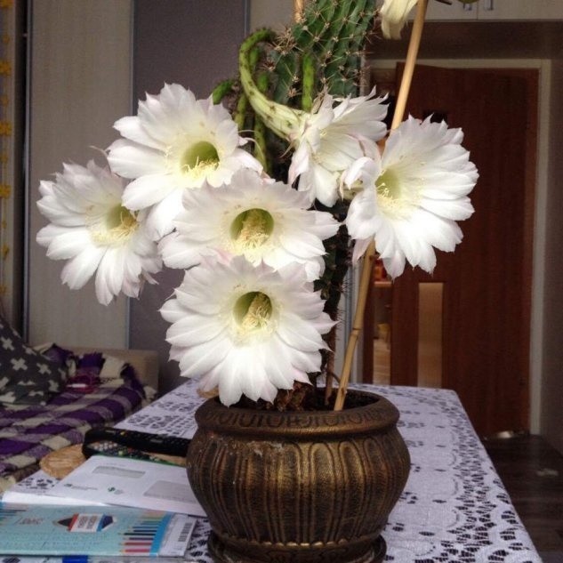 Kaktusy echinopsy (Echinopsis) pięknie kwitną i jeszcze...