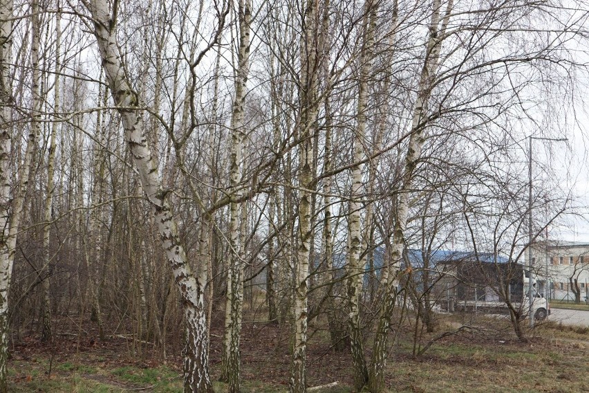 Mieszkańcy okolic Pienistej bronią drzew przed wycinką.