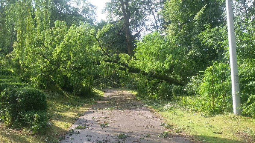 Burza w Bielsku-Białej: Powalone drzewa, zalane drogi