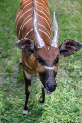 Odwiedź i poznaj zwierzęta w gdańskim zoo. Czy znasz wszystkie antylopy, które tu mieszkają?