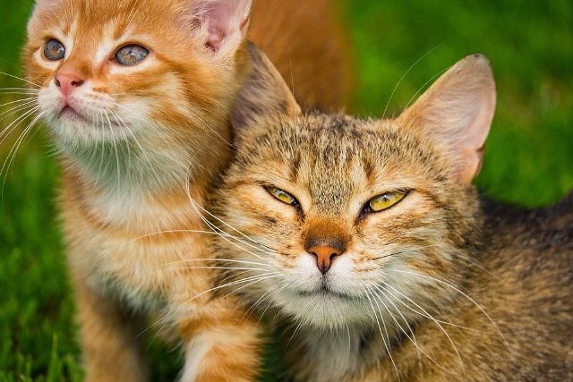 1. Koci AIDS, czyli tzw. wirus niedoboru odporności kotów (FIV)Jest to choroba zakaźna powodująca zaburzenia funkcji układu odpornościowego u kotów. Do replikacji wirusa dochodzi w kocich limfocytach i makrofagach. Wirus znacznie obniża zdolność układu odpornościowego do walki z patogenami i walki z infekcjami. Układ odpornościowy kota przestaje sobie radzić z infekcjami, które przechodzą w stan chroniczny i wyniszczają organizm zwierzaka. Wirus jest przenoszony przez krew lub z mlekiem zakażonej kotki. Objawy choroby mogą być utajone nawet wiele lat.Typowe objawy kliniczne zakażenia FIV obejmują:    • Zapalenie dziąseł,zapalenie jamy ustnej, zapalenie przyzębia, błony śluzowej nosa    • Znaczna utrata masy ciała    • Słaby apetyt, wymioty i biegunka    • Nawracające gorączki    • Zapalenie błony naczyniowej  przedniej części oka, przewlekłe zapalenie spojówek    • Powiększone węzły chłonne    • Zaburzenia neurologiczneAby rozpoznać czy kot jest nosicielem wirusa, lekarz weterynarii wykonuje szybki test płytkowy, który już po kilku minutach daje odpowiedź, czy nasz kot jest nosicielem wirusa. 