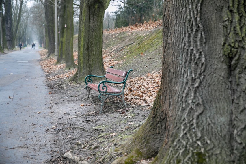 Kraków. Szykuje się wycinka drzew wzdłuż zabytkowej alei Waszyngtona