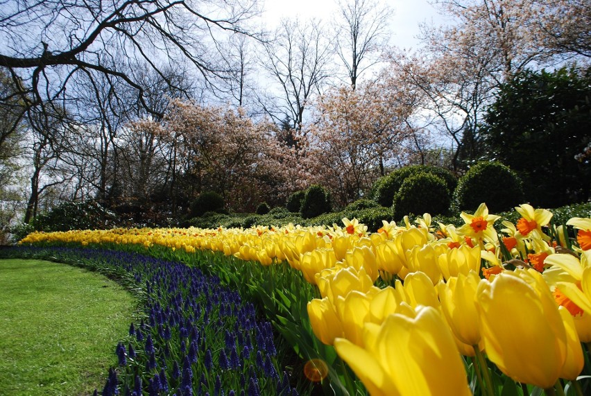 Każdego roku ogród Keukenhof rozkwita milionami kwiatów.