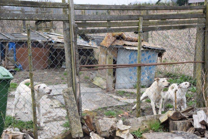 W Rozgorzu (gm.Nowa Wieś Lęborska) Cztery psy zagryzły piątego [drastyczne wideo]