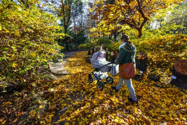 Prognoza pogody na jesień 2019. Zobaczcie, czy czeka nas polska złota jesień