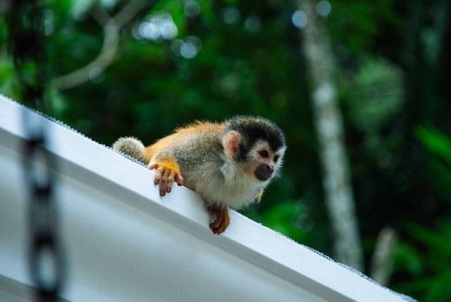 Pokazanie życia małpek w domach jest popularne w mediach społecznościowych.