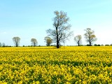 Wiosna na Żuławach pachnie rzepakami i zachwyca krajobrazem! ZDJĘCIA