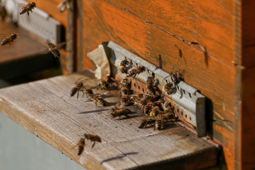 Pszczoły transportują nektar w specjalnym wolu, jednorazowe...