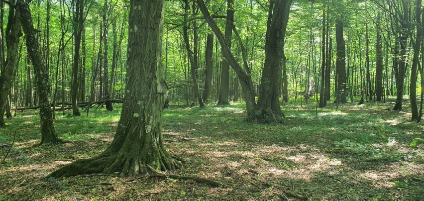 W lasach Nadleśnictwa Kolbudy rośnie około 125 tysięcy drzew...
