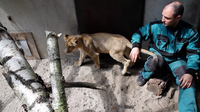 Kizi i Leosia zwiedzający zoo nie mogą zobaczyć "na żywo"