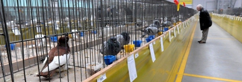 Wystawa gołębi w Gorzowie
