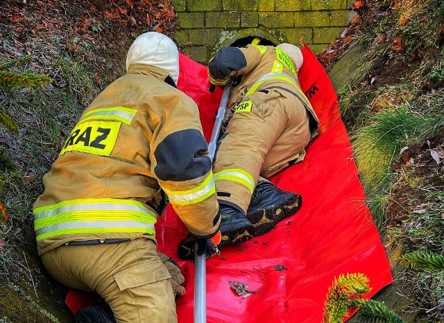 Strażacy zostali wezwani do kota, który utknął w przepuście pod drogą.