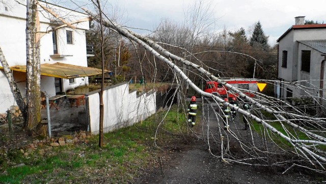 Złamane przez wichurę drzewo na ulicy Parkowej w Wieliczce zatarasowało jezdnię