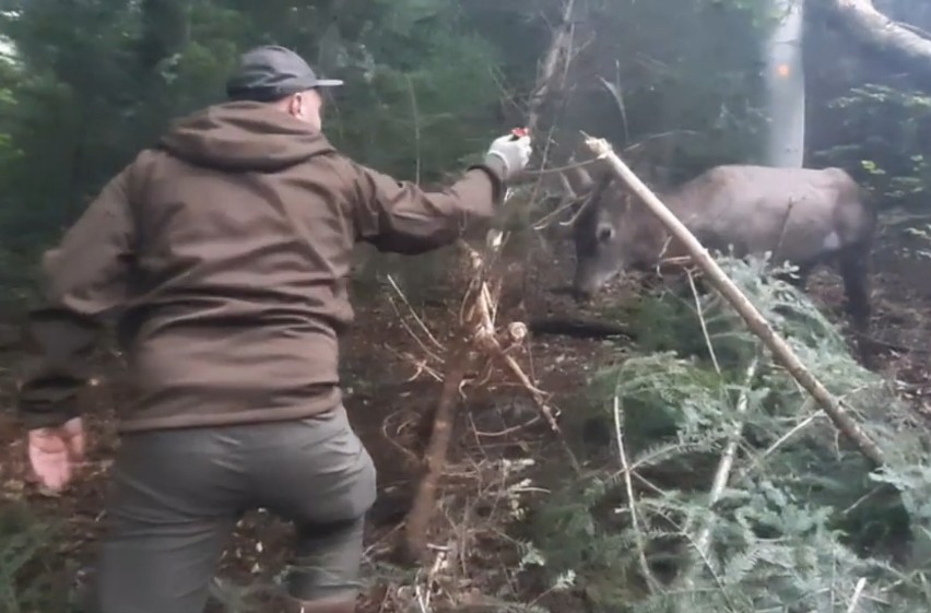 Leśnicy ratowali jelenia zaplątanego we wnyki. Akcja trwała ponad godzinę [ZDJĘCIA]