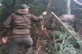 Leśnicy ratowali jelenia zaplątanego we wnyki. Akcja trwała ponad godzinę [ZDJĘCIA]
