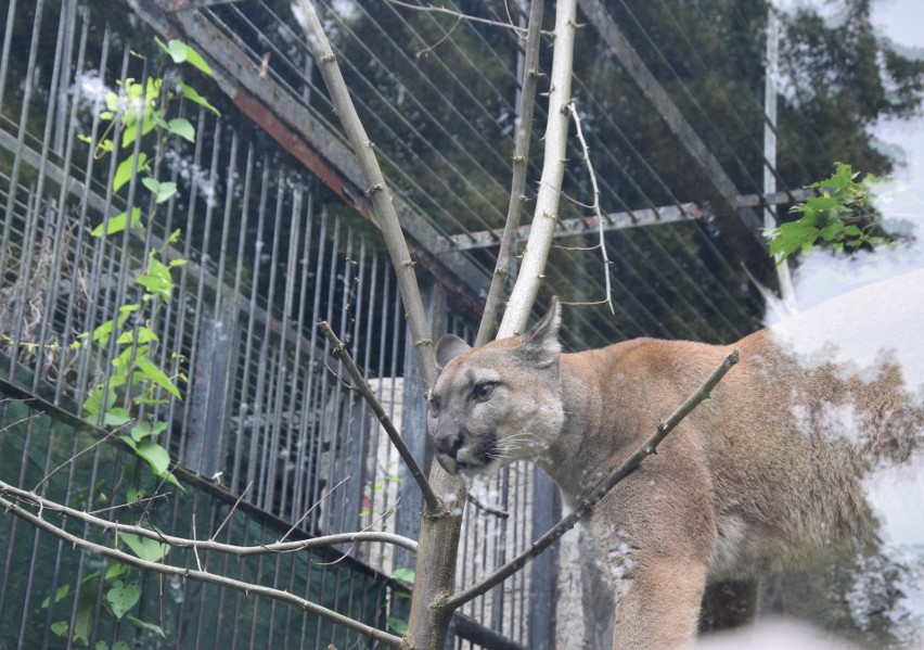 Nubia - puma z Jury trafiła do zoo w Chorzowie....