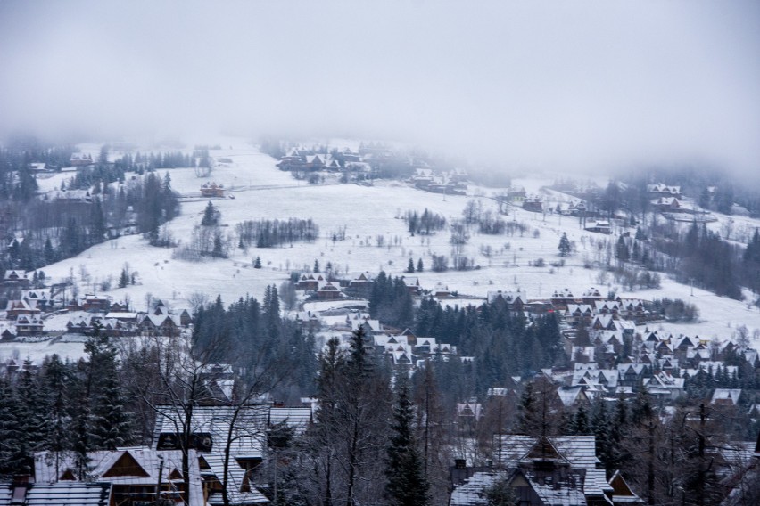 Zima wróciła pod Tatry, Zakopane znów białe. Krokusy przykryte śniegiem. Ma sypać do końca tygodnia!