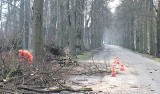 Wyrok zapadł. 80 drzew idzie pod topór w Studzieńcu