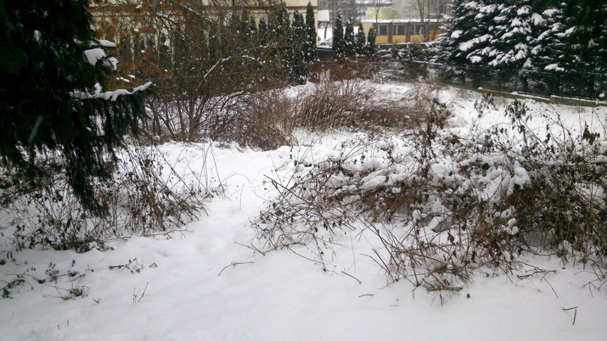 Nowy Sącz. Puchowy śniegu tren... okrywa szpetotę