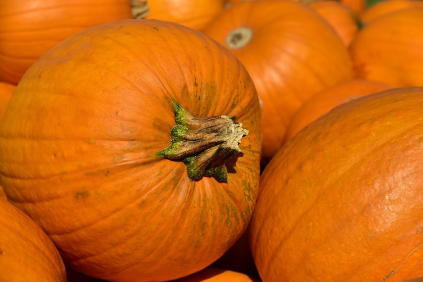 Ceny dyni wahają się w tym roku od 2 do 2,50 zł/kg. O tej...