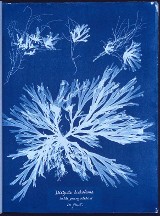 Anna Atkins: Botanik i pionierka fotografii urodziła się 216 lat temu. Zobacz jej dzieła [ZDJĘCIA]