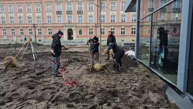 Na pl. Nowy Targ zasadzono już pierwsze drzewa. Zobacz na zdjęciach, jak zmienia się synonim "betonozy" we Wrocławiu.