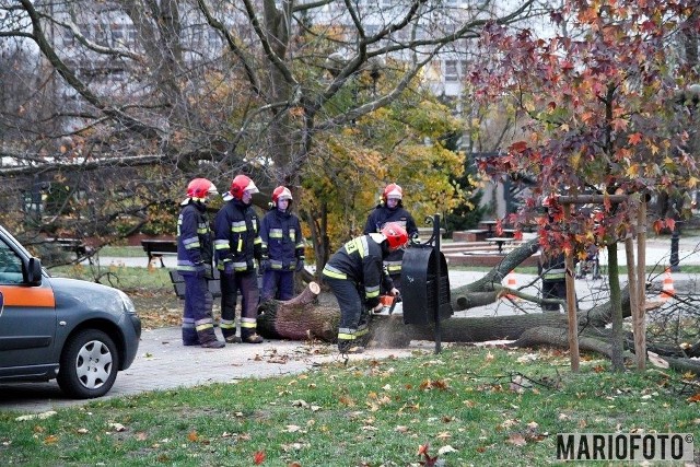 Strażacy usuwają drzewo powalone przez wiatr na placu Wolności w Opolu.