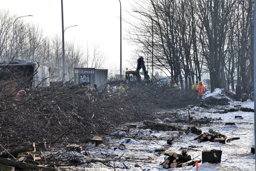 Wycinka drzew wzdłuż ul. Bohaterów Monte Cassino w Opolu