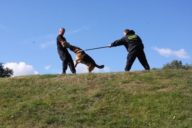 We wtorek w parku miejskim w Bielsku Podlaskim odbyło się szkolenie psów policyjnych. Funkcjonariusze z Komendy Powiatowej Policji w Bielsku Podlaskim razem z policjantami z Hajnówki, Siemiatycz oraz Wysokiego Mazowieckiego doskonalili umiejętności swoich psów służbowych.