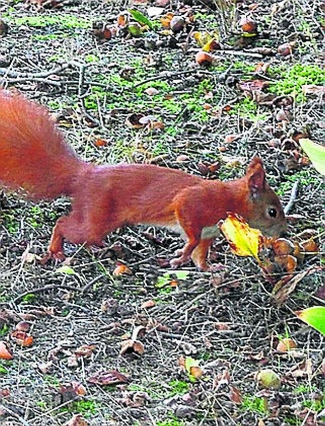 W parkach i miejskich lasach wiewiórki zabiegają o orzeszki.