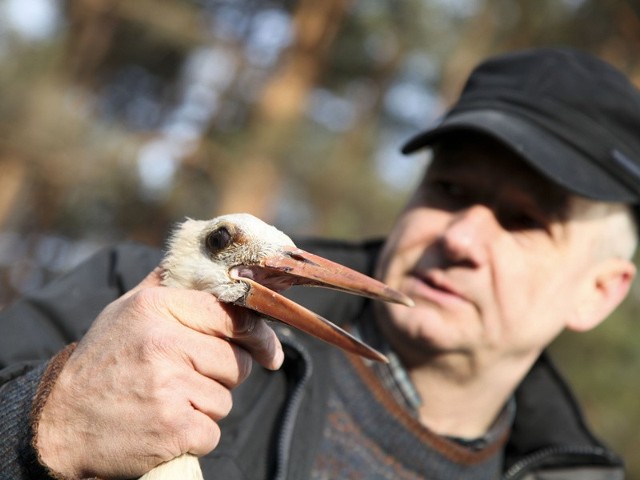 Ranne zwierzęta mogą trafiać m.in. do ośrodka rehabilitacji  w Studzionce koło Krynek, gdzie  zajmuje się nimi weterynarz Dariusz Poznański