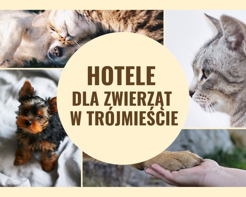 Hotele dla zwierząt w Gdańsku, Gdyni i w Sopocie. Gdzie...