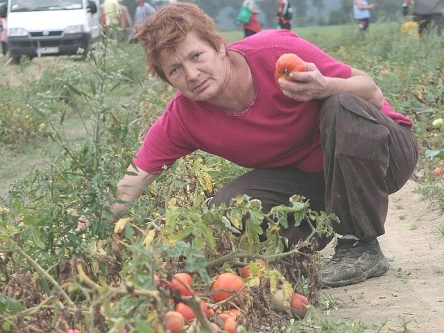 - Zbieranie pomidorów lekkie nie jest - mówi Irena Kaźmierczak z Przytocznej (fot. Dariusz Brożek)