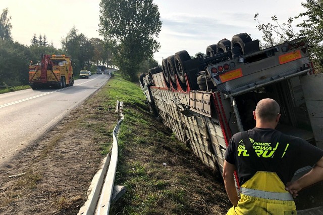 Nieostrożność i brawura ukraińskiego kierowcy doprowadziły do wypadku, w którym ucierpiały przewożone przez niego świnie. Część zwierząt trzeba było uśpić.W piątek (27.09) w miejscowości Przyrowa w gminie Brzuze w powiecie rypińskim ciężarowy samochód wypadł z drogi. Ciągnik siodłowy z przyczepą przewoził trzodę chlewną na trasie Golub-Dobrzyń – Rypin. Kierowca, obywatel Ukrainy, nie dostosował prędkości do warunków i na łuku drogi po prostu z niej wypadł. Samochód wpadł do rowu, a ogromna naczepa z żywymi zwierzętami się wywróciła. Polecamy: Wypadki i utrudnienia w Kujawsko-Pomorskiem. Bądż na bieząco!Jak udało się nam ustalić, konieczna była interwencja lekarza weterynarii, który po zbadaniu zwierząt podjął decyzję, że część z nich należy uśpić. Resztę trzody chlewnej przewieziono w bezpieczne miejsce. Droga w miejscowości Przyrowa zablokowana była przez wiele godzin. Tyle trwało badanie miejsca zdarzenia, usuwanie jego skutków i wyciąganie samochodu z rowu, które możecie obejrzeć na zdjęciach oraz na wideo>>>>>>>>. 