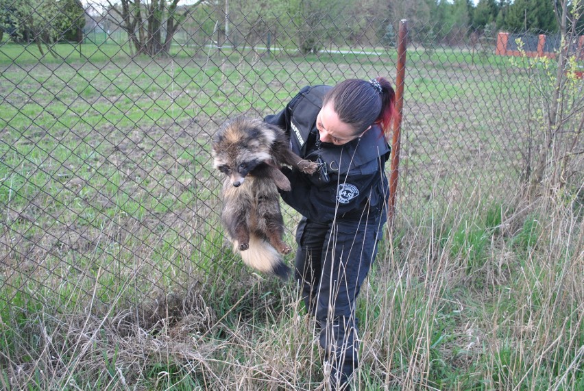 Dzikie zwierzęta w mieście - na łódzkich ulicach bobry, jenoty, zające, dziki, jeże i łosie 