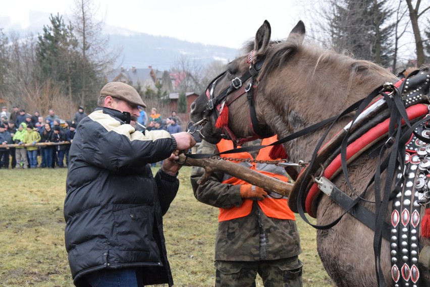 Zawody Furmanów w Węgierskiej Górce. Rywalizacja tylko dla twardzieli. W deszczu i błocie ZDJĘCIA + WIDEO