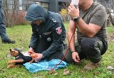 Funkcjonariusze Izby Administracji Skarbowej z Rzeszowa ćwiczyli, jak udzielać pierwszej pomocy psom służbowym [ZDJĘCIA]